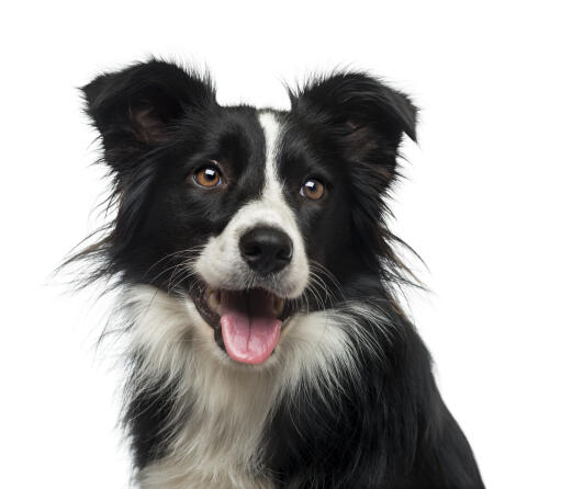 A close up of a border collie's characteristic sharp ears