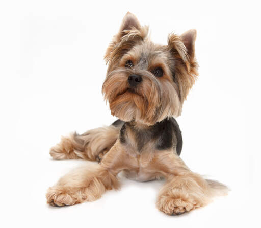 A healthy young yorkshire terrier with a puppy cut body