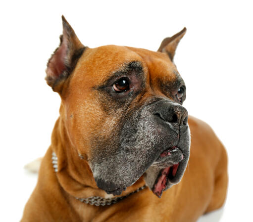 A close up of a handsome boxer dog with floppy lips and pointy ears