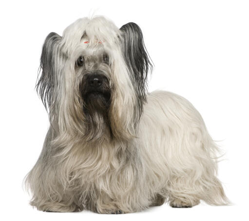 A skye terrier with a beautiful soft, white coat