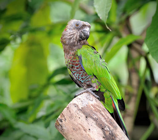 A close up of a red fan parrot's big feet