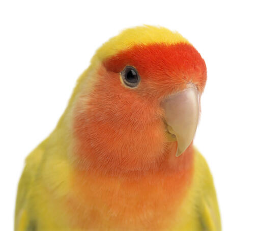 A close up of a rosy faced lovebird's beautiful eyes and peach coloured face feathers