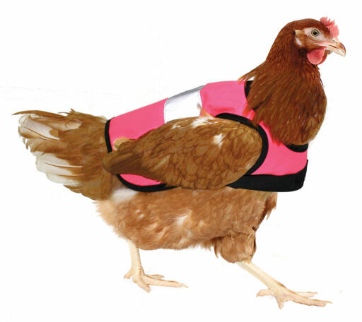 High-vis chicken jacket in pink