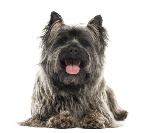 An adult cairn terrier with a beautifully kept long coat