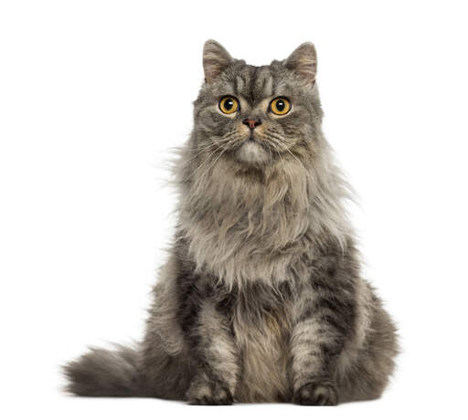 A pretty tabby persian