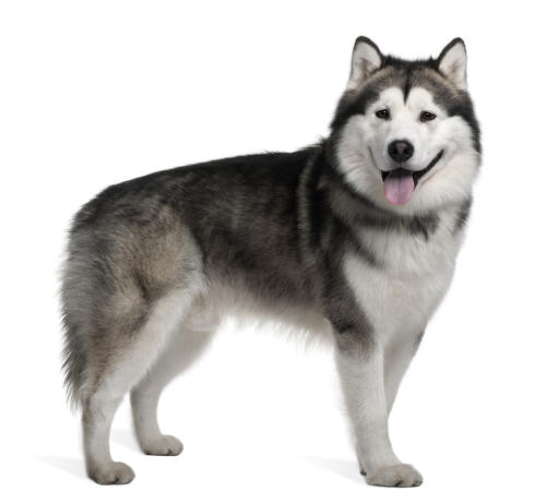 A young alaskan malamute with a full, thick coat
