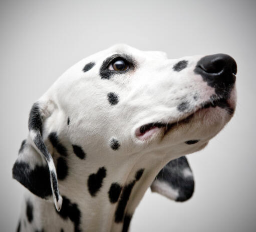 A close up of an adult dalmatian's unique spot pattern