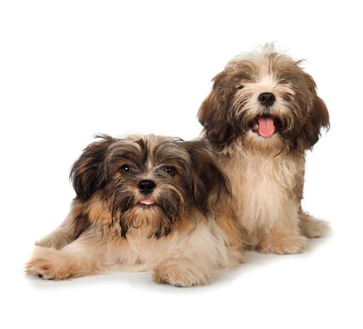 Havanese | Dog