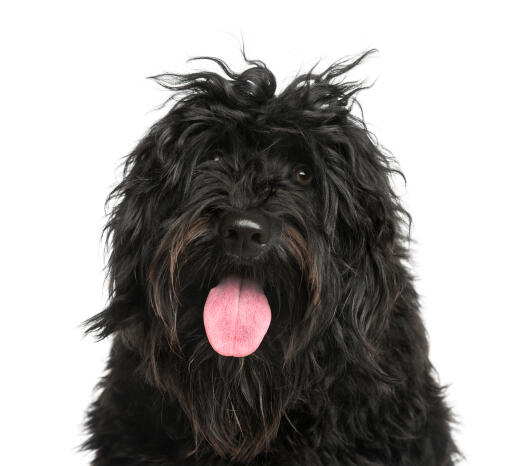 The loyal face of a portuguese water dog with a scruffy hair do