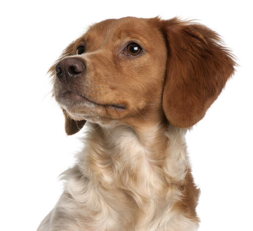 are brittany dogs friendly