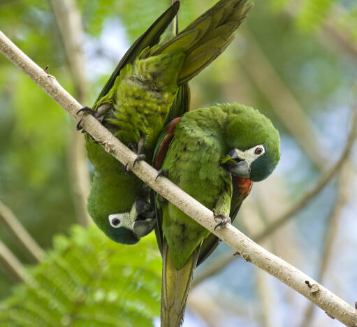 Two red shouldered macaws perched together on a branch