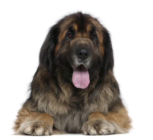 A close of of a leonberger's thick soft coat and giant tongue
