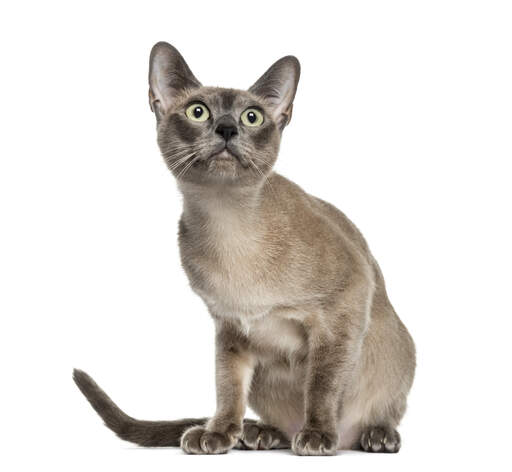 A beautiful tokinese cat with a shiny coat