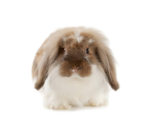 A lovely little brown and white anGora rabbit