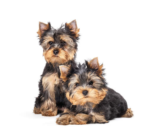 Two young black and brown coated yorkshire terriers enjoying each others company