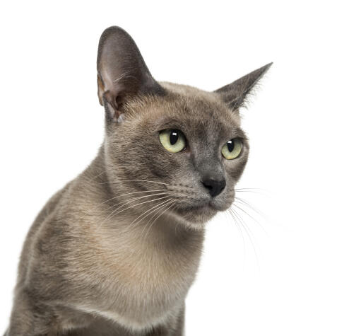 A young tonkinese cat with its bright green eyes