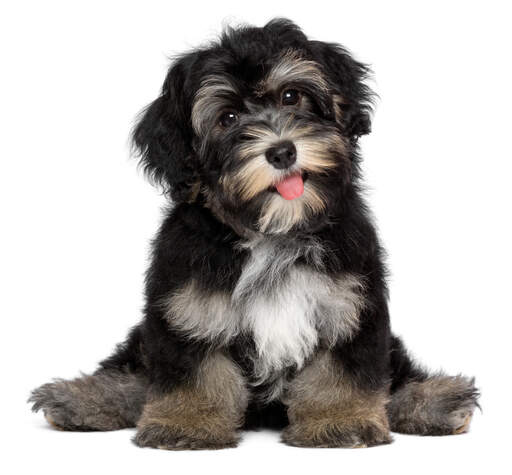 Havanese | Dog