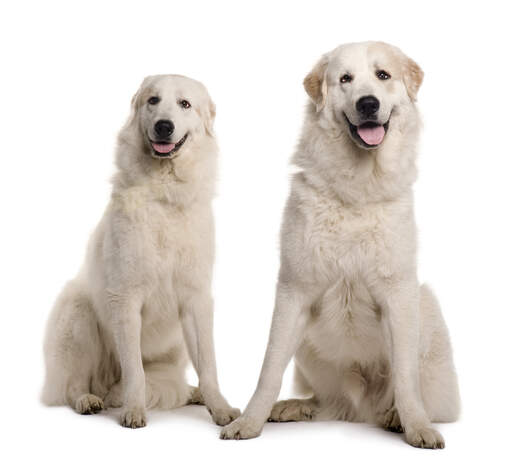 Two lovely, tall pyrenean mountain dogs sitting neatly together