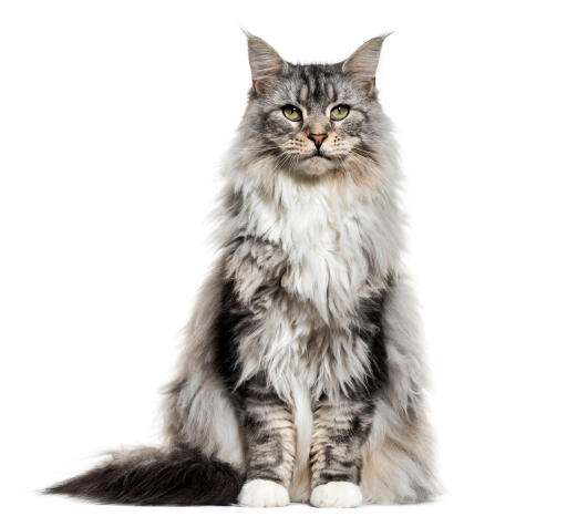 Beautiful maine coon cat sitting against a white background
