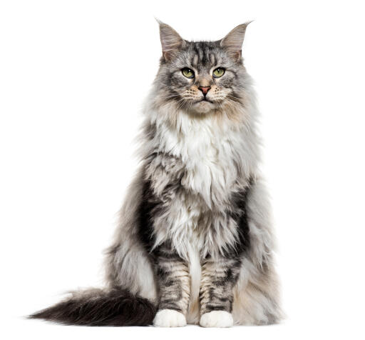 Maine Coon | Cat Breeds