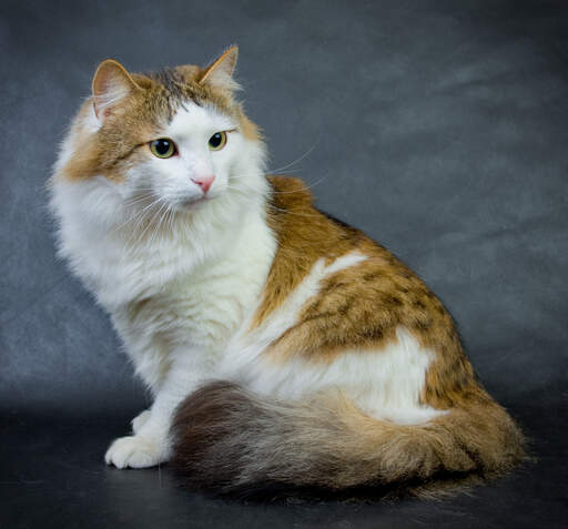 An alert ginger tabby bicolour ragamuffin cat