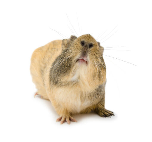 An aGouti guinea pig showing off it's beautiful little nose and mouth