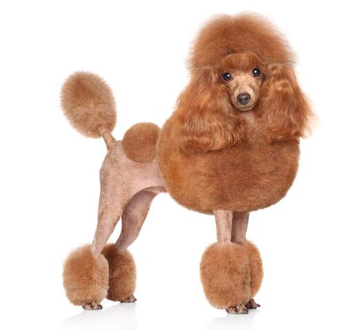 A toy poodle with a very extravagant poople cut coat