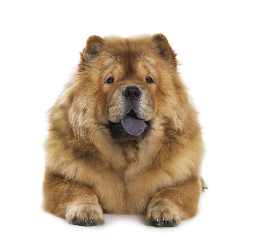An adult chow chow with a beautiful thick brown coat