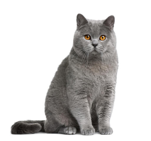 British shorthair cat sitting against a white background