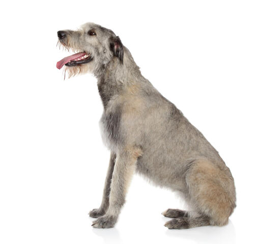 A beautiful irish wolfhound with a puppy cut coat and a scruffy beard