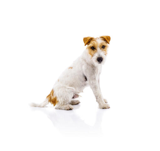 A parson russell terrier sitting beautifully, showing off it's wonderful, wiry coat