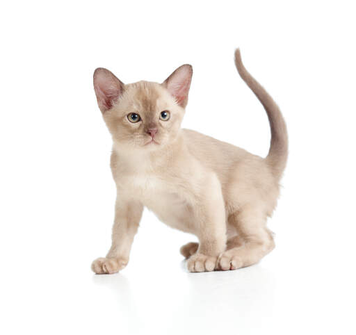 A lilac burmese kitten with sandy coloured eyes