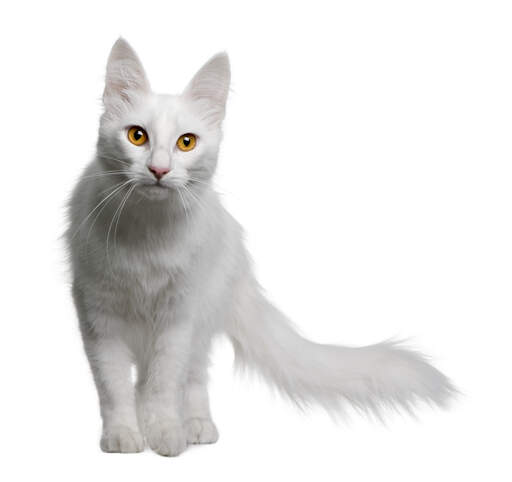 A wonderful white turkish anGora