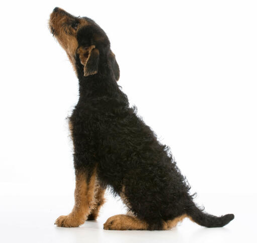 An airedale terrier puppy with a wiry dark coat