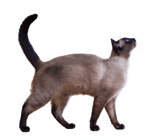 An elegant siamese cat