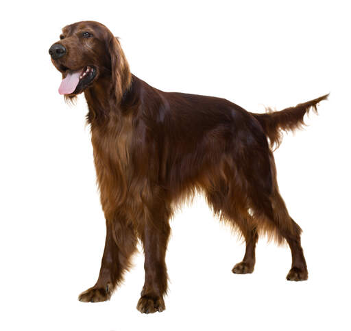 A young adult irish setter with a beautiful long coat