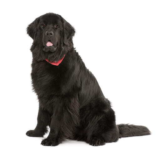 A big, strong adult newfoundland with a lovely thick, black coat
