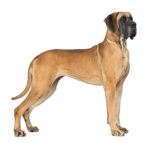 A beautiful great dane standing tall, showing off it's incredible, tall, muscular body