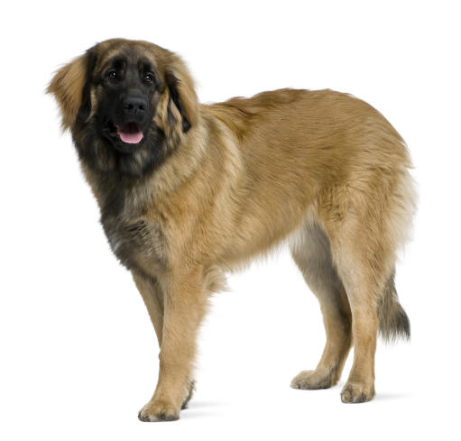 A healthy, adult leonberger standing tall, showing off it's beautiful, thick coat