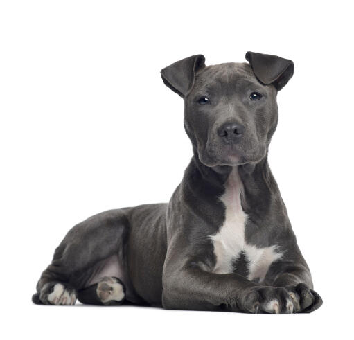 A beautiful, young american staffordshire terrier lying neatly