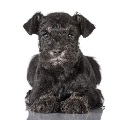 A lovely little miniature schnauzer puppy laying very neatly, paws together