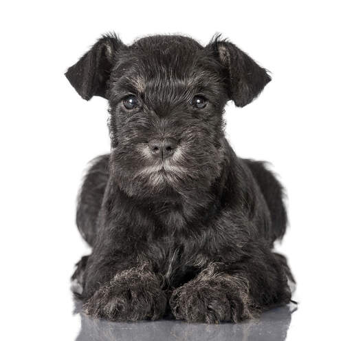Small sales black schnauzer