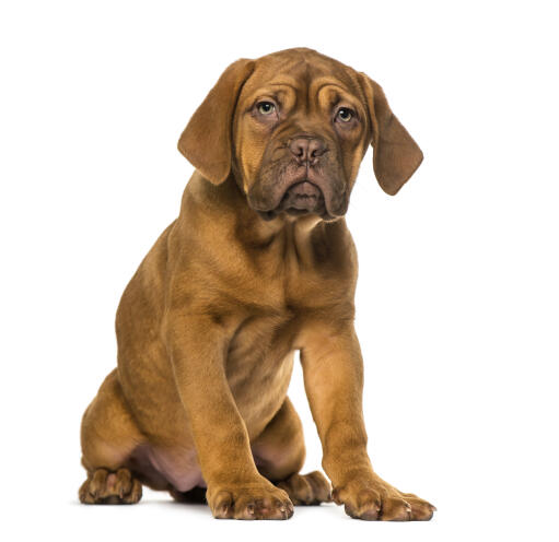 A little dogue de bordeaux puppy sitting delicately on the floor