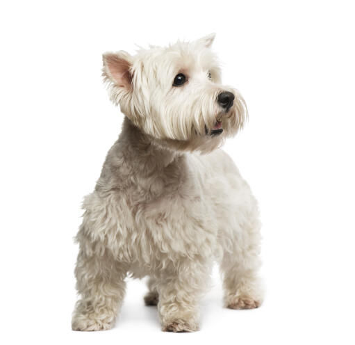 are west highland white terriers good guard dogs