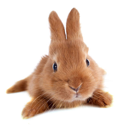 A beautiful young fauve de bourGogne rabbit resting