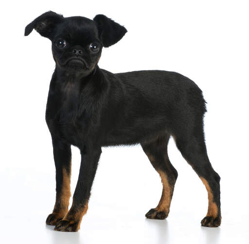 A young, black brussels griffon stood tall with beautiful brown socks