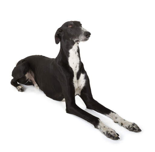 A young adult greyhound with a lovely short, black and white coat