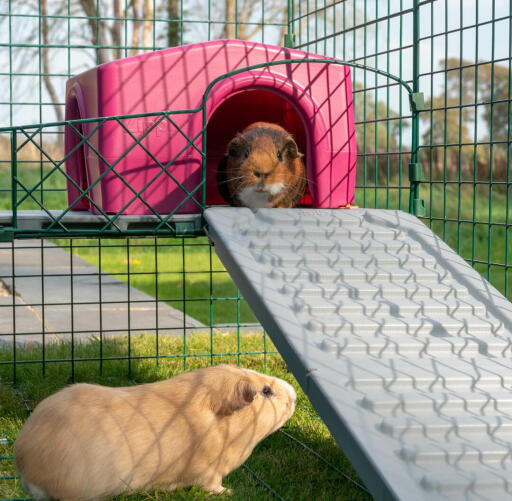 Omlet Zippi guinea pig playpen with Zippi platforms, purple Zippi shelter and guinea pigs