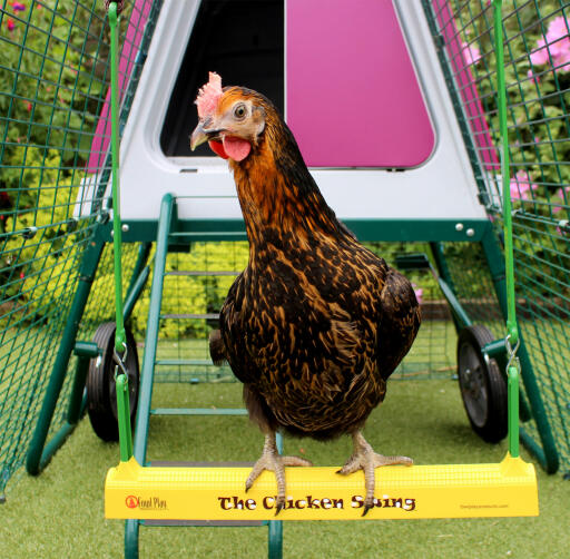 A Miss pepperpot playing on the chicken swing