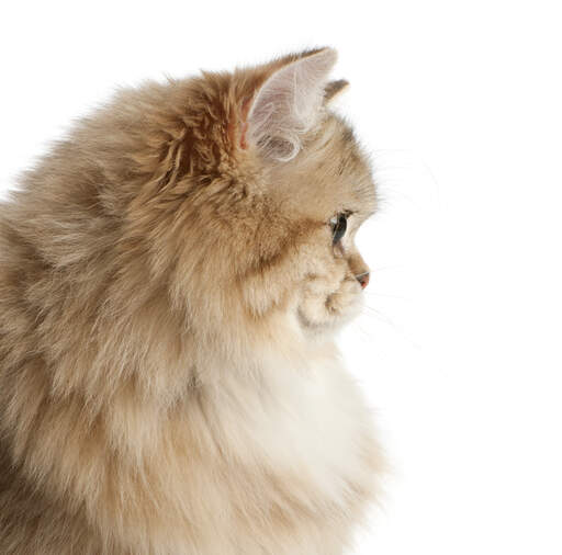British Longhair Cats | Cat Breeds